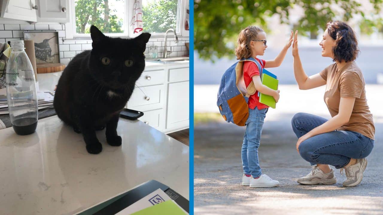 Am I Teaching my Cat to Jump on the Counter? How to Communicate with Children.