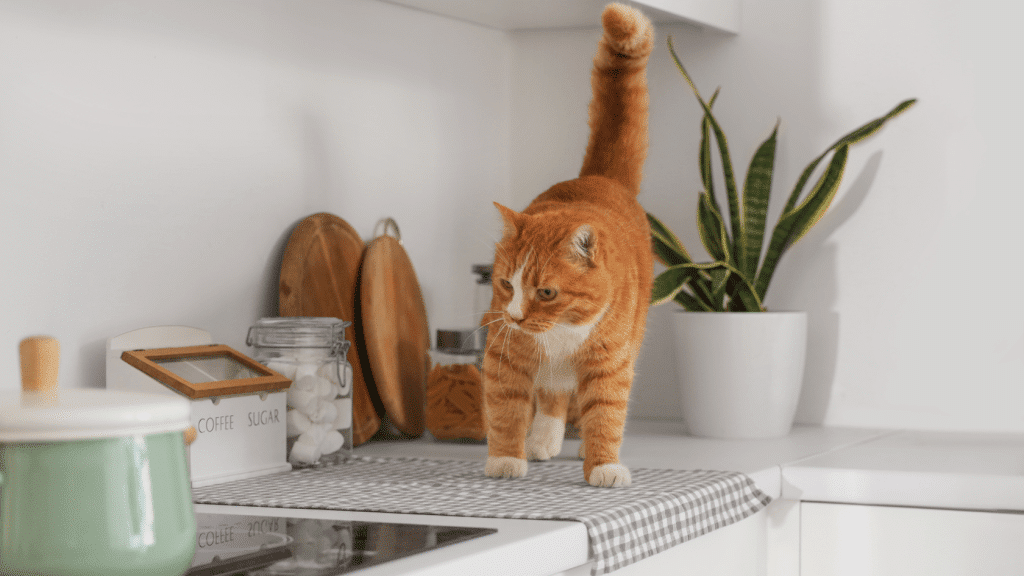 Am I Teaching My Cat to Jump on the Counter?